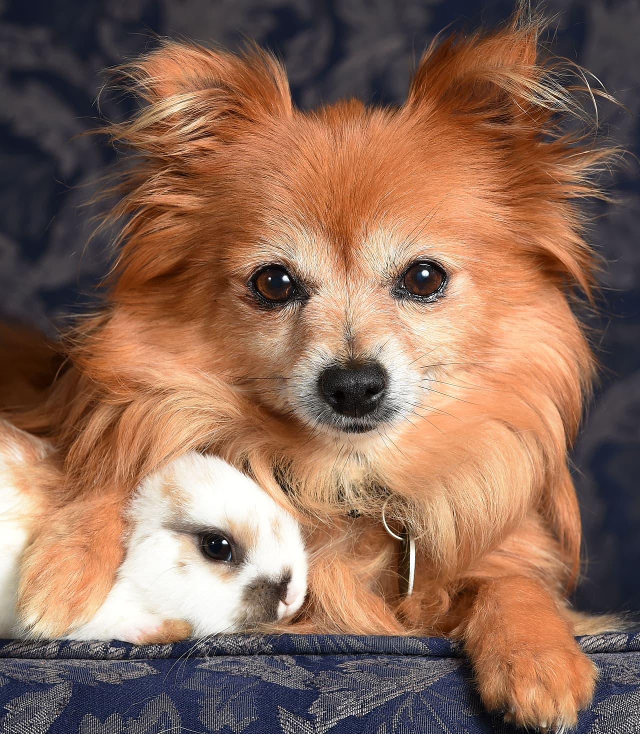 Ahora son un par de amigas adorables que no se quieren separar.
