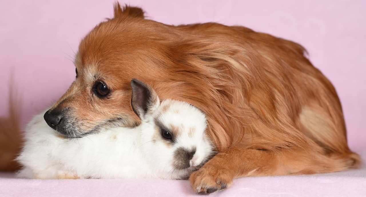 Maggie se encarga de cuidar, limpiar, acostar y vigilar que Penny coma y duerma tranquilamente.