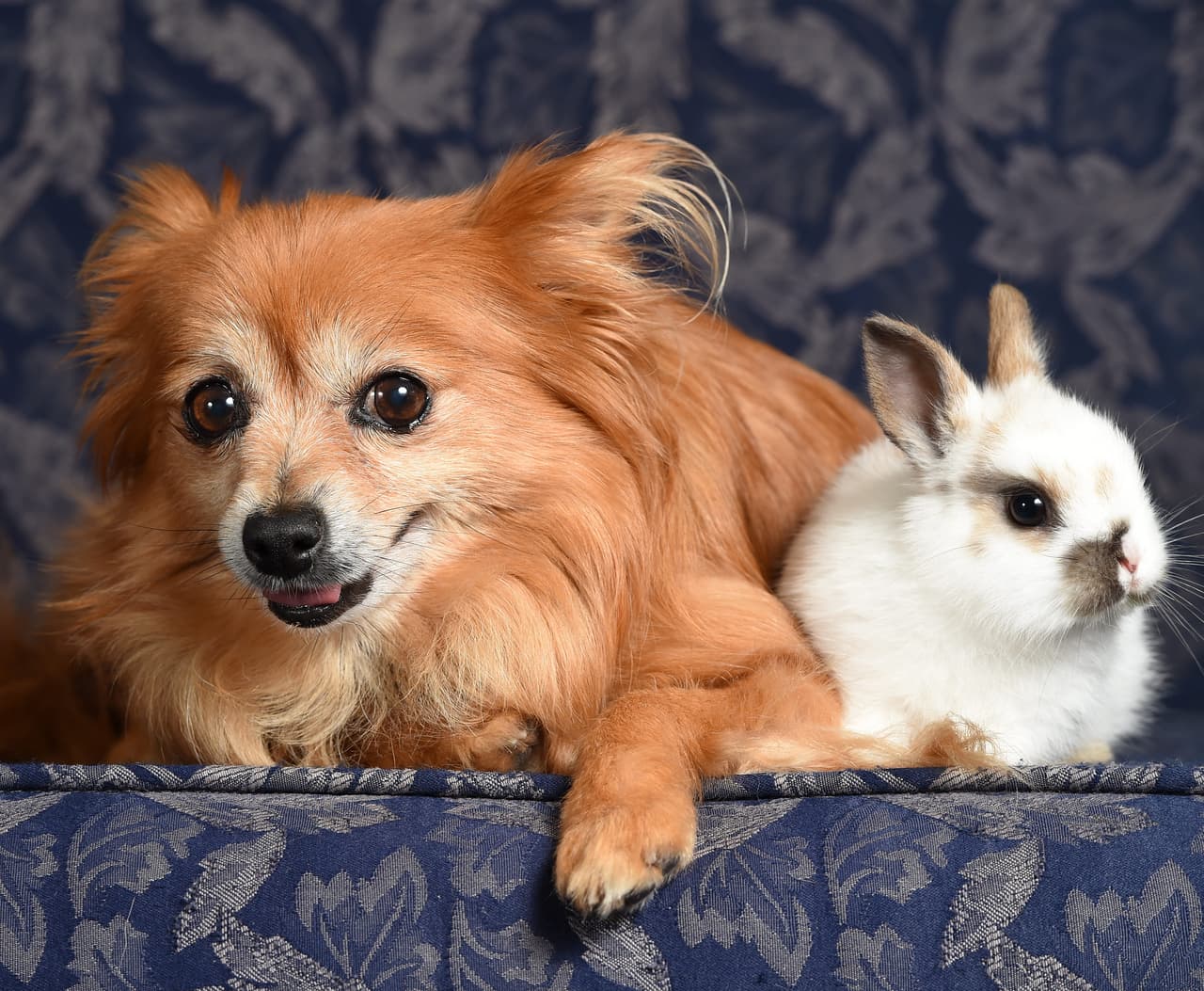 Ambas viven en Melbourne, Australia, con Cheryl Ingram, su ‘mamá’ adoptiva.