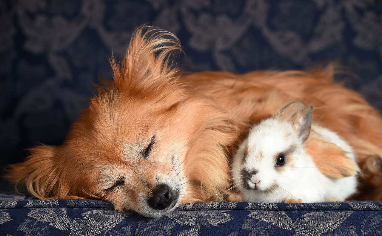 ‘Penny’ es el nombre de la conejita de cino semanas de nacida.