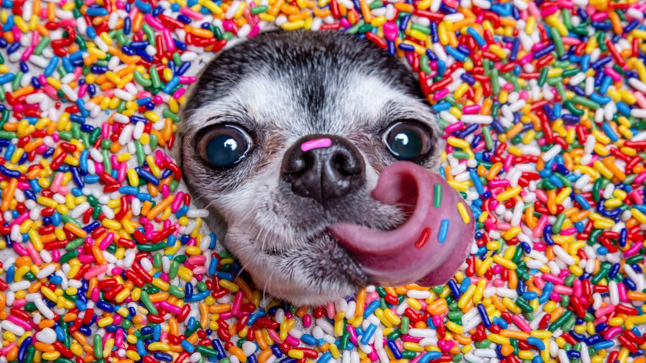 10 dulces nombres para perros inspirados en postres