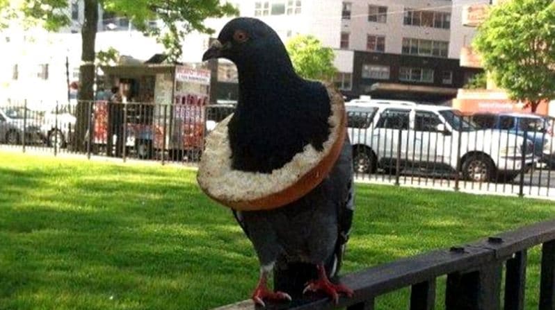 Paloma coqueta usa bagel de collar en NY