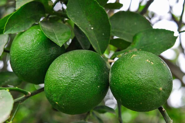 Banco de comida está aceptando donaciones de cítricos