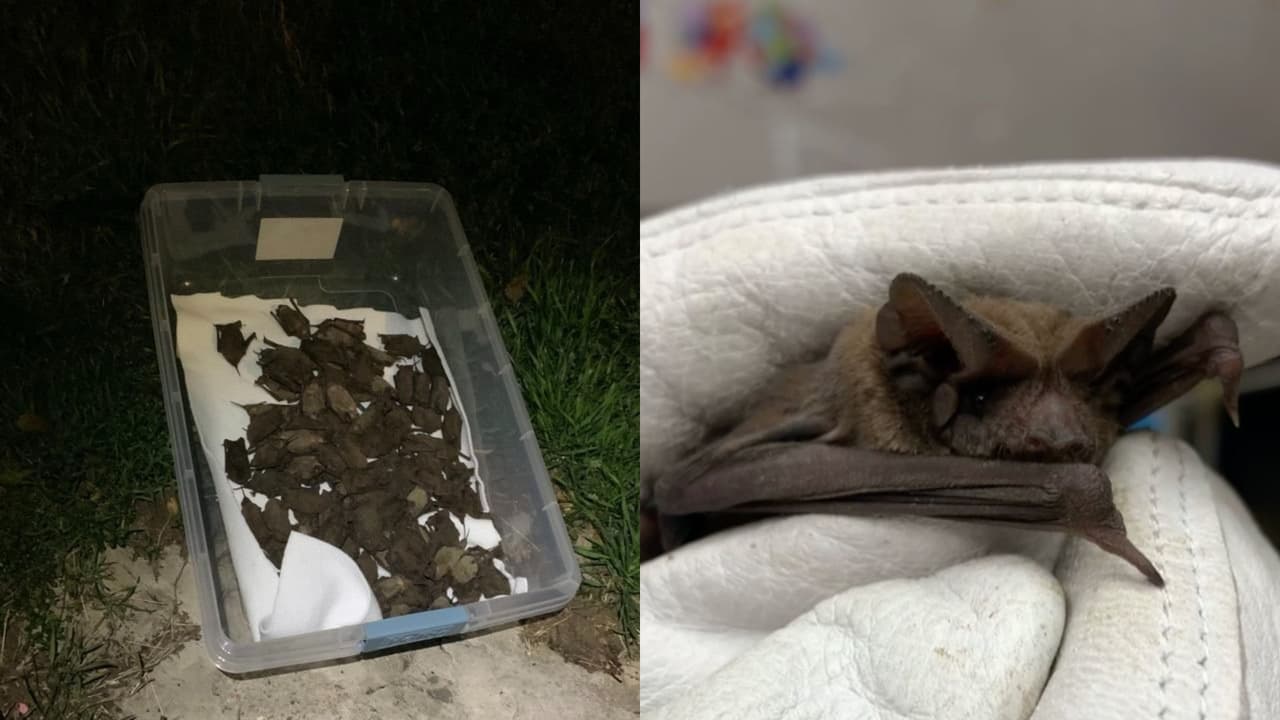 Rescatan más de 900 murciélagos que estaban aturdidos por el frente frío ártico en el área de Houston