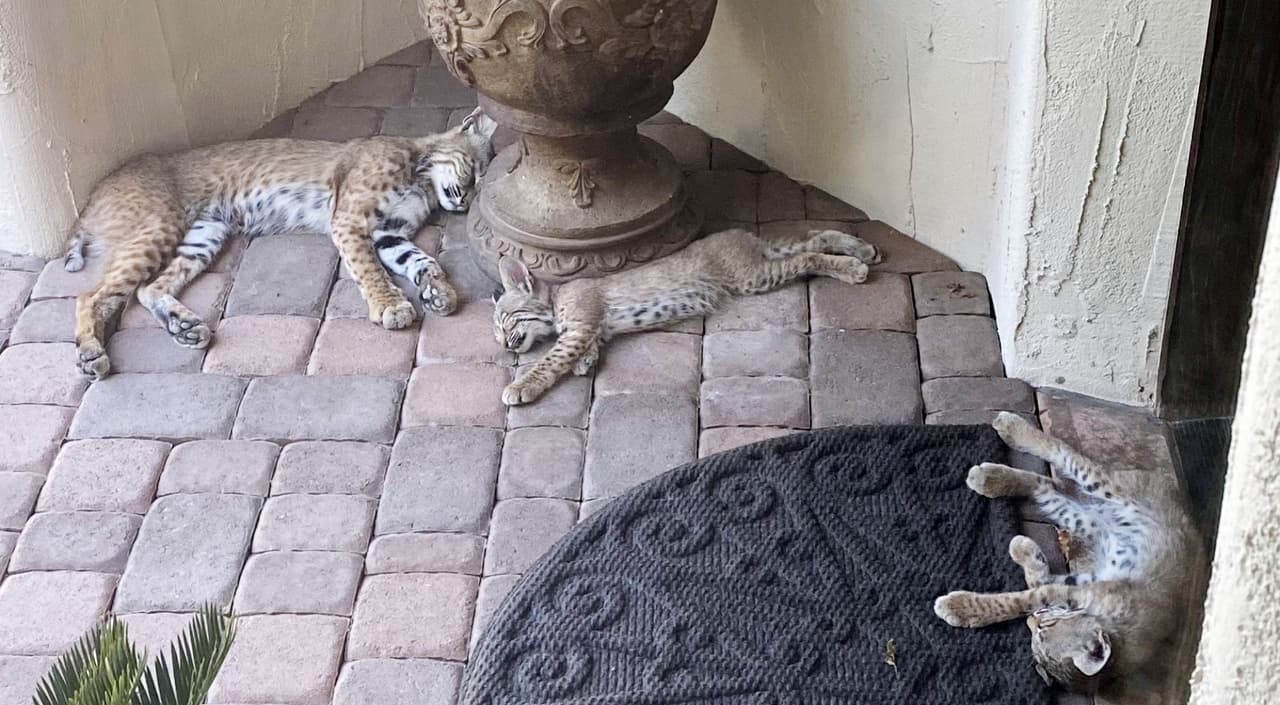 Familia de gatos salvajes se muda al porche de una casa en Arizona y luego de un mes siguen allí
