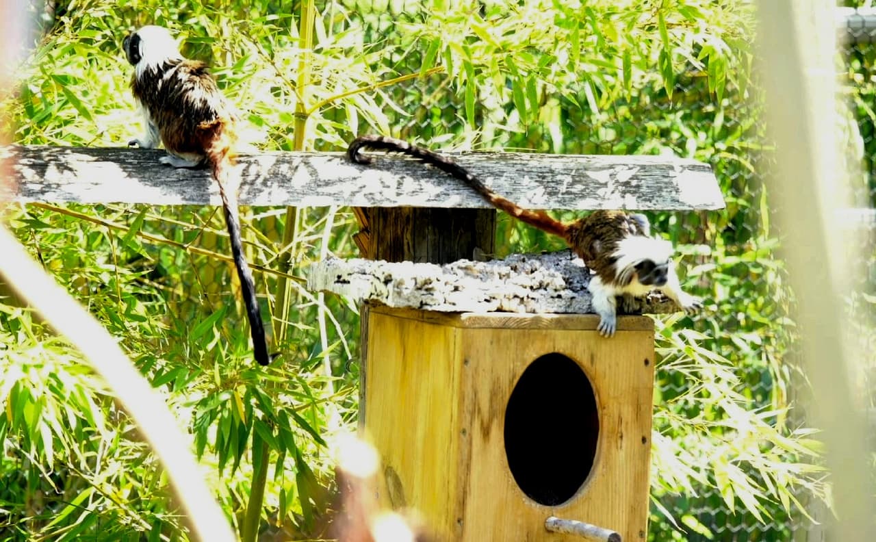 El zoológico de Oakland cuenta con más de 750 especies nativas y exóticas. Forman parte de 25 proyectos de conservación en todo el mundo, incluido el de los monos tití cabeza blanca. Su objetivo es inhibir su comercio ilegal y ayudar a la reproducción de las especies en cautiverio.