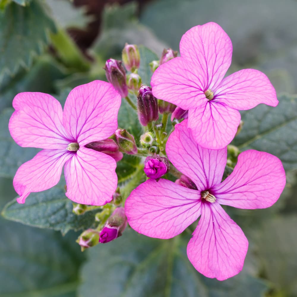 <b>LUNARIA</b>
<br>En inglés llamada 'honesty' y también conocida como "moneda del Papa", honestidad o planta del dinero, esta bella flor ornamental atraerá prosperidad en tu día a día.