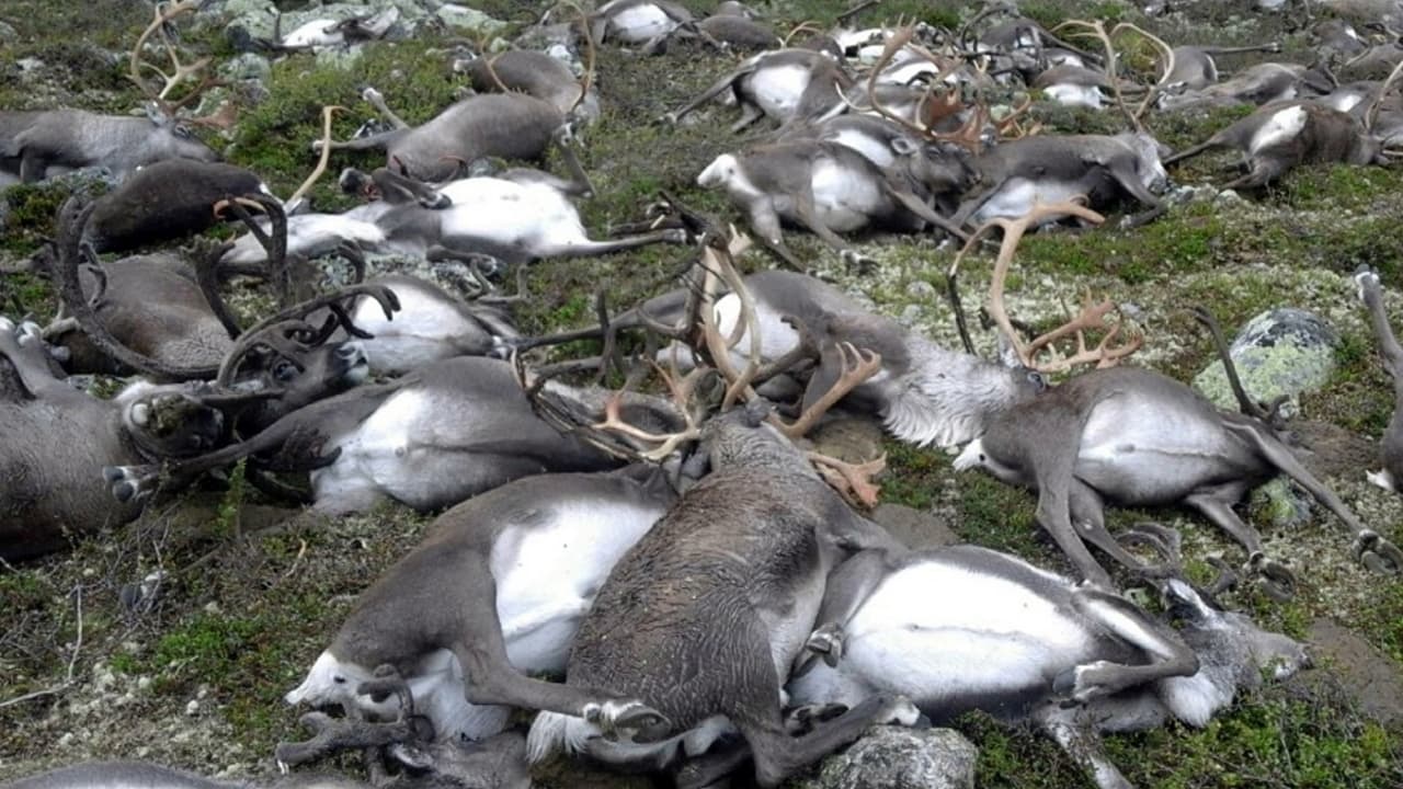 Un rayo mata a más de 300 renos salvajes en Noruega