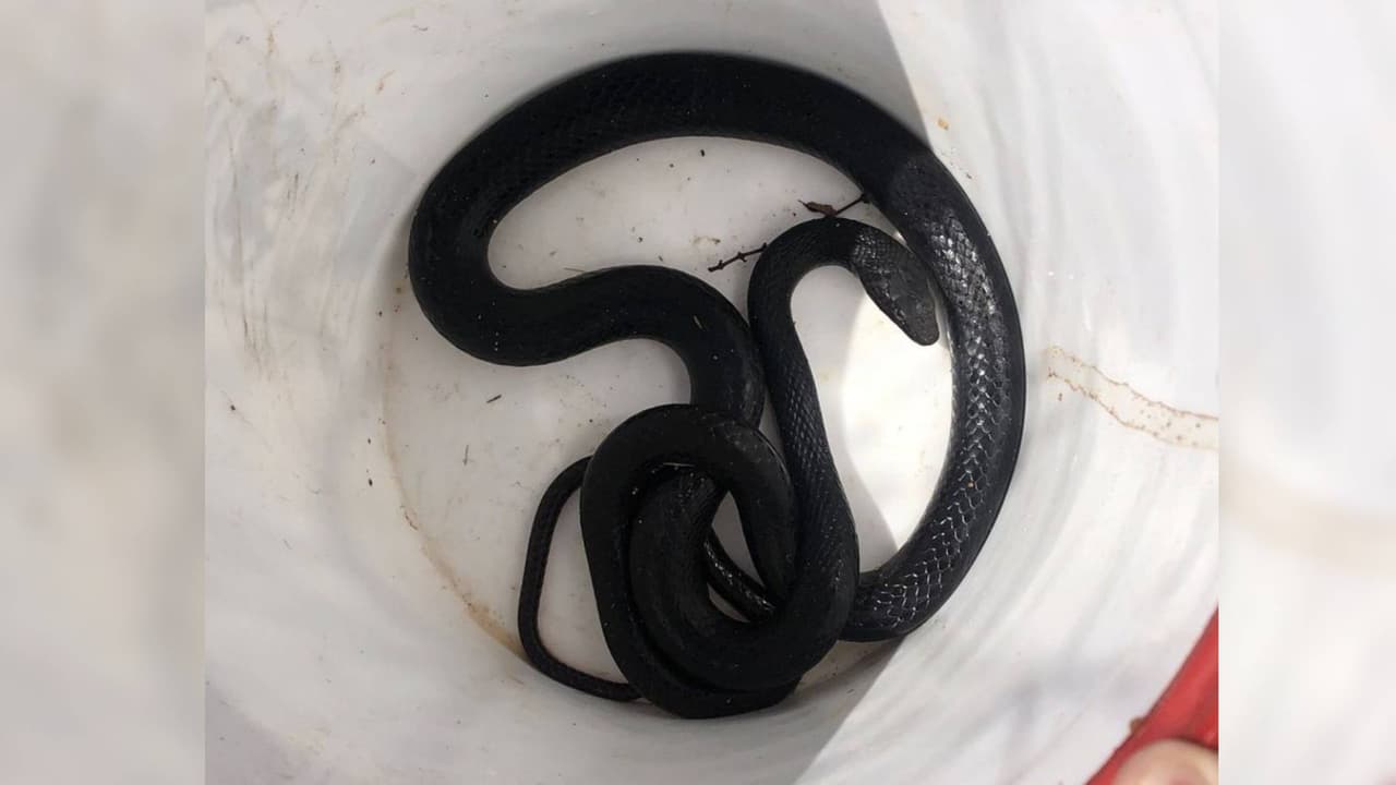 Mujer encuentra una serpiente en el baño de su casa