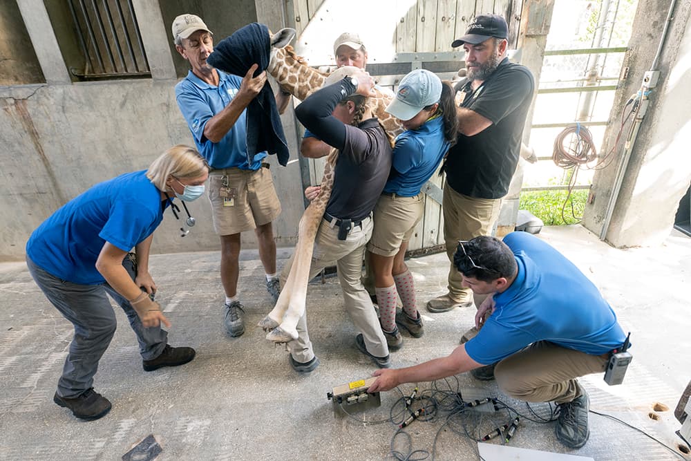 Midió más de 5 pies y pesó 120 libras.
<br>