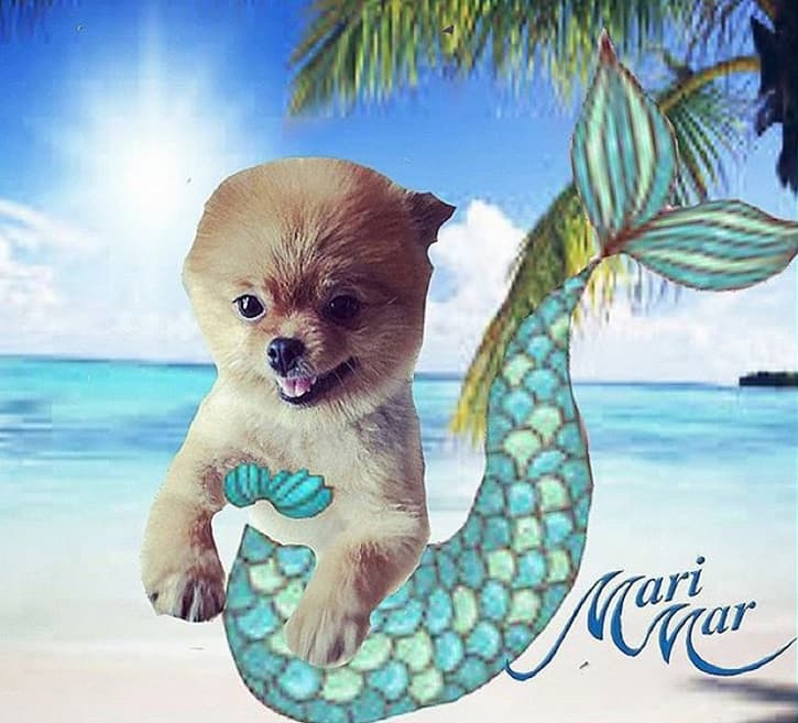 ¡Hasta su perrita se convirtió en sirena!
