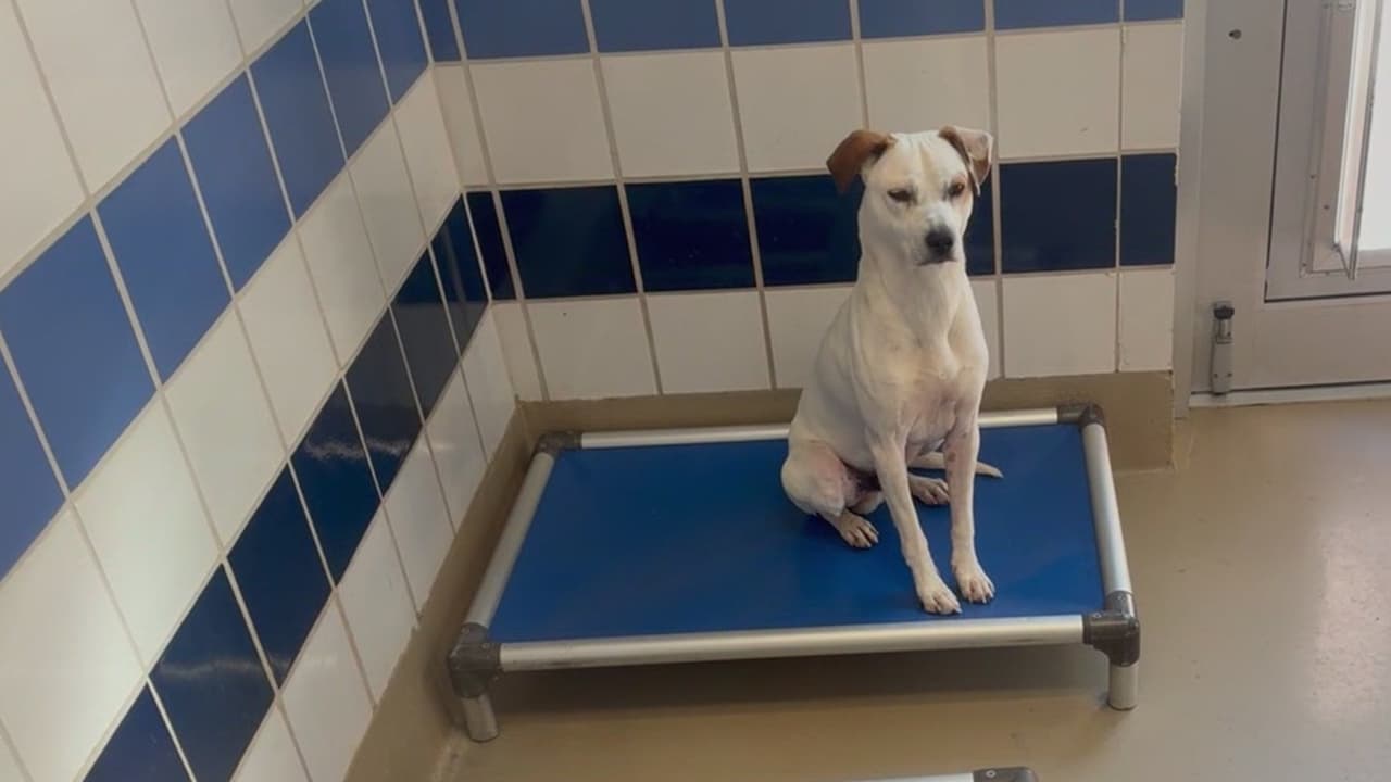 Familias se separan de sus mascotas por miedo a la deportación en Austin