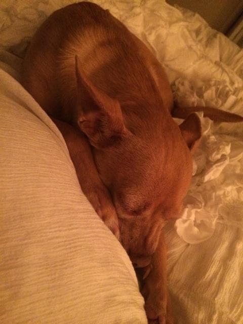 Además, Eiza González es amante de todos los animales, en más de una ocasión ha visitado albergues y compartido con sus seguidores fotografías de perros y gatos rescatados que están en adopción.