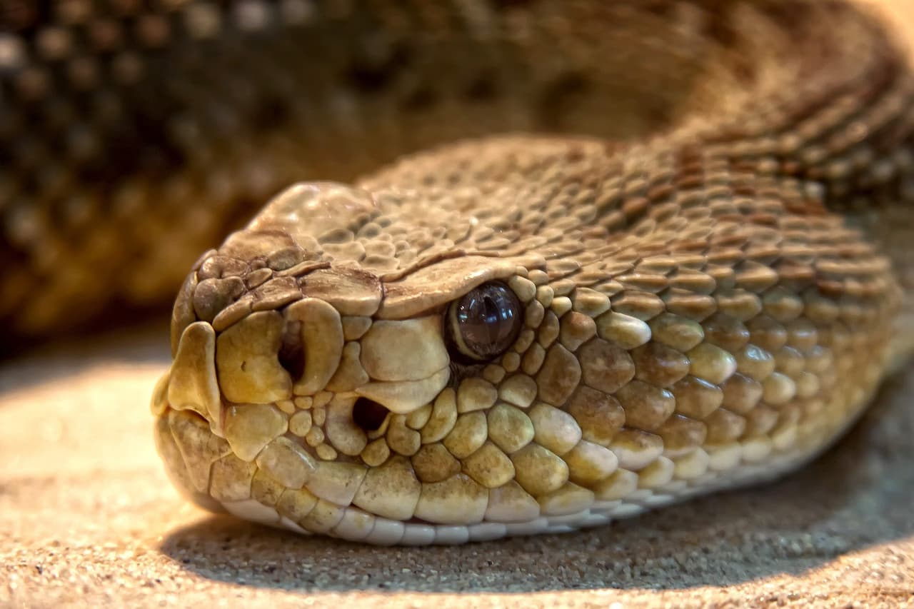 <b>Serpientes de cascabel</b> 
<br>Mojave rattlesnake 
<br>
<br>Es similar a la western diamondback en cuanto a sus marcas, pero más pequeña y más delgada y se encuentra solo en el extremo oeste de Texas.
<br>
<br>
