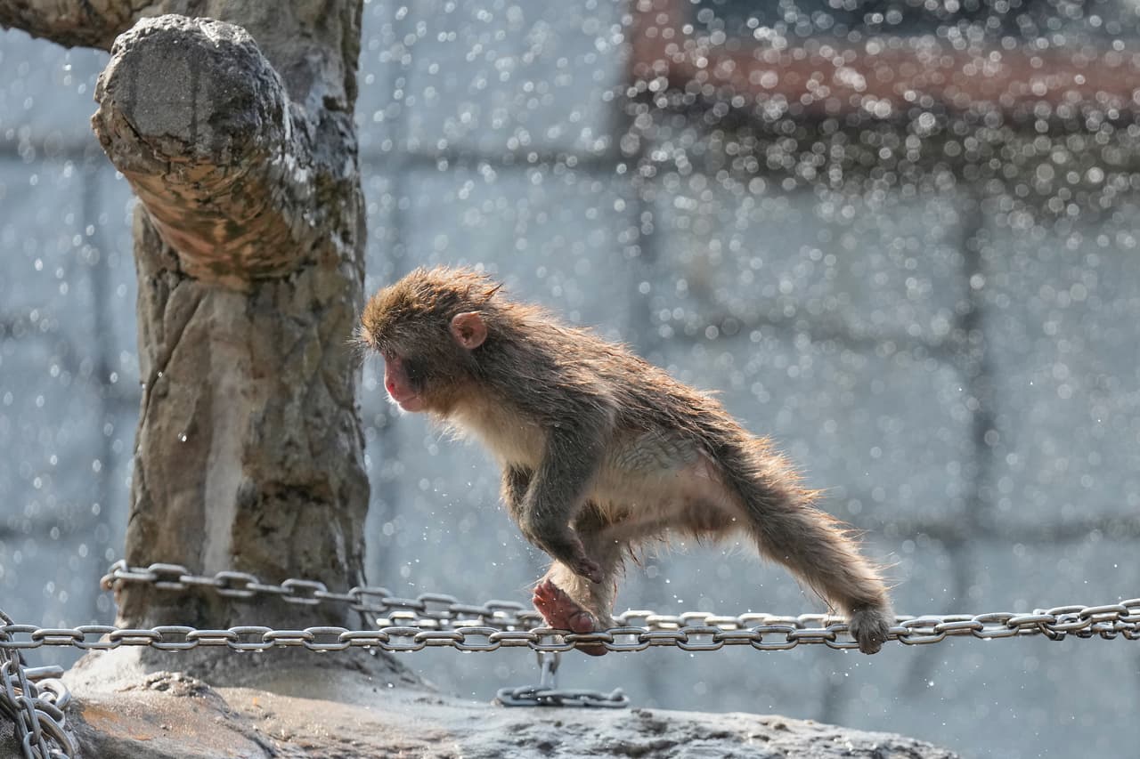 Aunque su madre no pudo criarlo tras el nacimiento, permaneció en el zoológico junto al resto del grupo de macacos. Los especialistas explicaron que el rechazo puede ocurrir en hembras primerizas o cuando existen dificultades durante el parto, por lo que fue necesario que los cuidadores asumieran temporalmente la crianza de Punch para garantizar su supervivencia.
