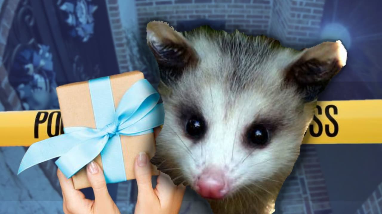 Familia texana es víctima de robo de paquetería y un video les revela que el ladrón no es un humano