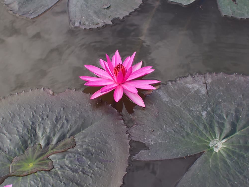 Según los egipcios, la flor de loto está asociada con el renacimiento, ya que se retrae en el agua por la noche, y emerge al sol al día siguiente. Los egipcios asociaron la flor de loto justo con el Sol, que también desaparece en la noche, solo para reaparecer por la mañana. Por lo tanto, el loto llegó a simbolizar la vida y creación.