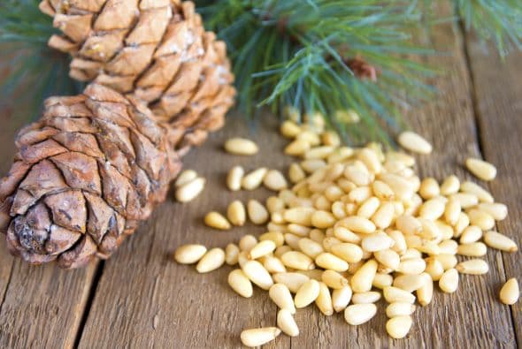 Boca de piñón. Algunas personas sienten un sabor amargo en la boca luego de consumir piñones. Este síndrome puede durar ¡hasta 2 semanas! Pero no temas, no es dañino… solo algo molesto.