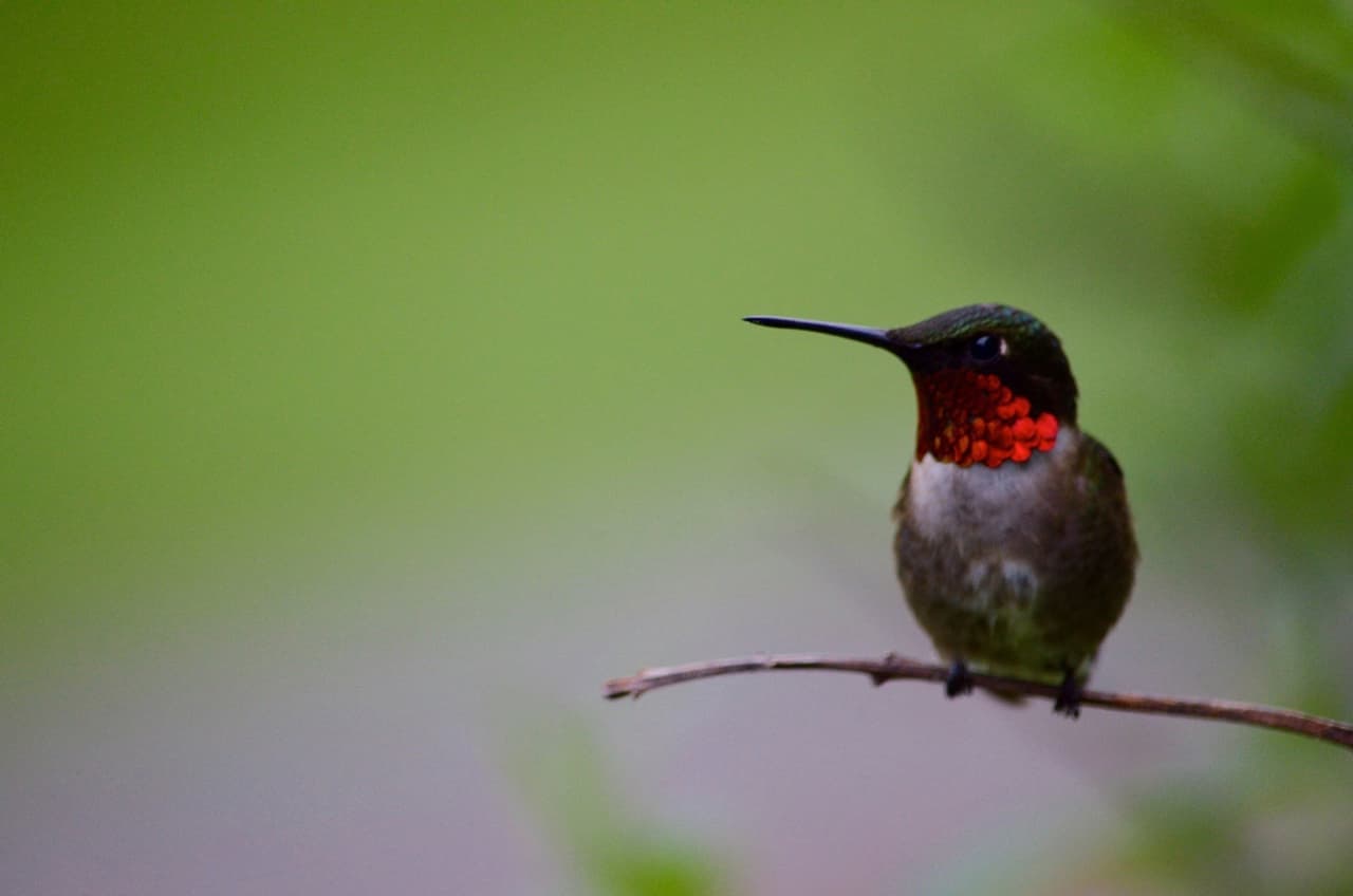 Una gran variedad de aves, desde pájaros cantores hasta rapaces, hacen del parque un gran lugar para la observación de aves.