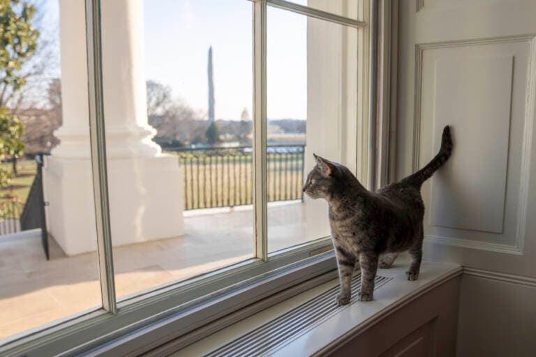 La gata lleva el nombre de la ciudad natal de la primera dama de
<b>Willow Grove,</b> Pensilvania. Willow será el primer felino en vivir en la Casa Blanca desde el presidente George W. Bush y el gato negro de la primera dama Laura Bush, India.