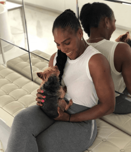 Serena Williams tiene un Yorkshire Terrier.