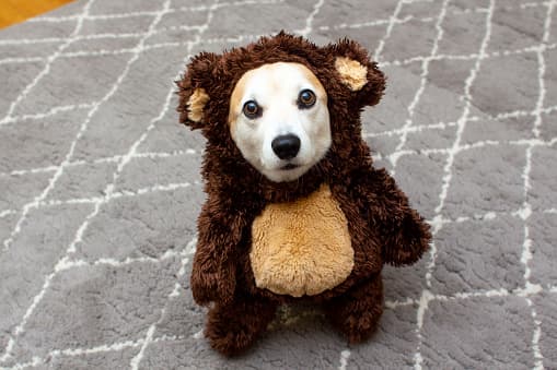 Las decoraciones de Halloween, como las velas de Jack-o-lantern y las cadenas eléctricas de luces, pueden despertar curiosidad en las mascotas. Manténgalos fuera del alcance.