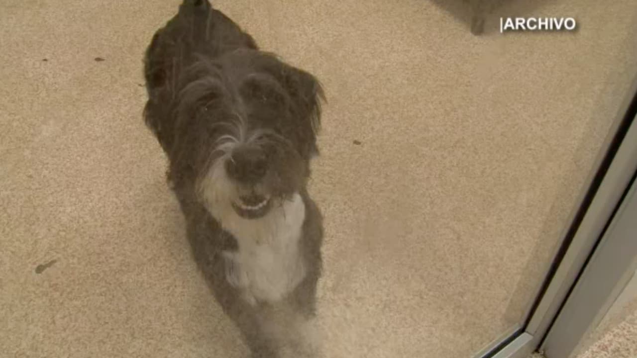 Una preocupación que siempre está presente pero que es tratable en comunidades con grandes poblaciones de animales callejeros es el moquillo quen afecta a determinados mamíferos, excluidos los seres humanos, indicó BARC.