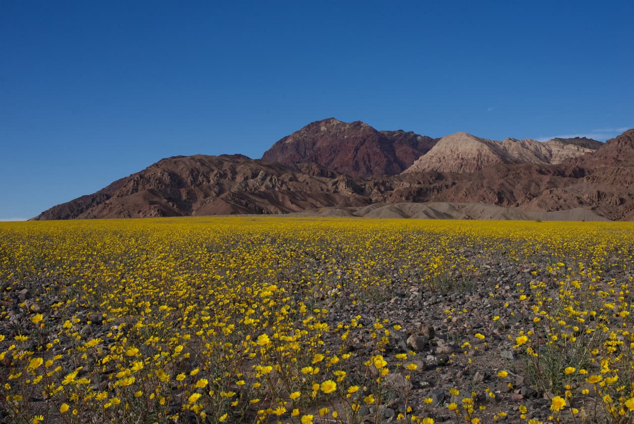 <b>Abril. La superfloración en el Parque Valle de la Muerte, en California y Nevada</b>.
<br>
<br>Durante la mayor parte del año este parque es uno de los lugares más secos del mundo. Pero en primavera, si hay suerte, el desierto se llena de un mar de flores silvestres amarillas, azules y rojas.
<br>
<br>Aunque
<a href="https://www.univision.com/local/los-angeles-kmex/superfloracion-trae-vida-al-valle-de-la-muerte-en-california"><u>se pueden ver durante marzo y abril</u></a>, para un espectáculo verdaderamente fascinante se debe esperar a una superfloración, que ocurre aproximadamente una vez por década.
<a href="https://www.nps.gov/deva/index.htm"><u>El parque publica en su sitio web pronósticos con las probabilidades de la llegada de una superfloración</u></a>.