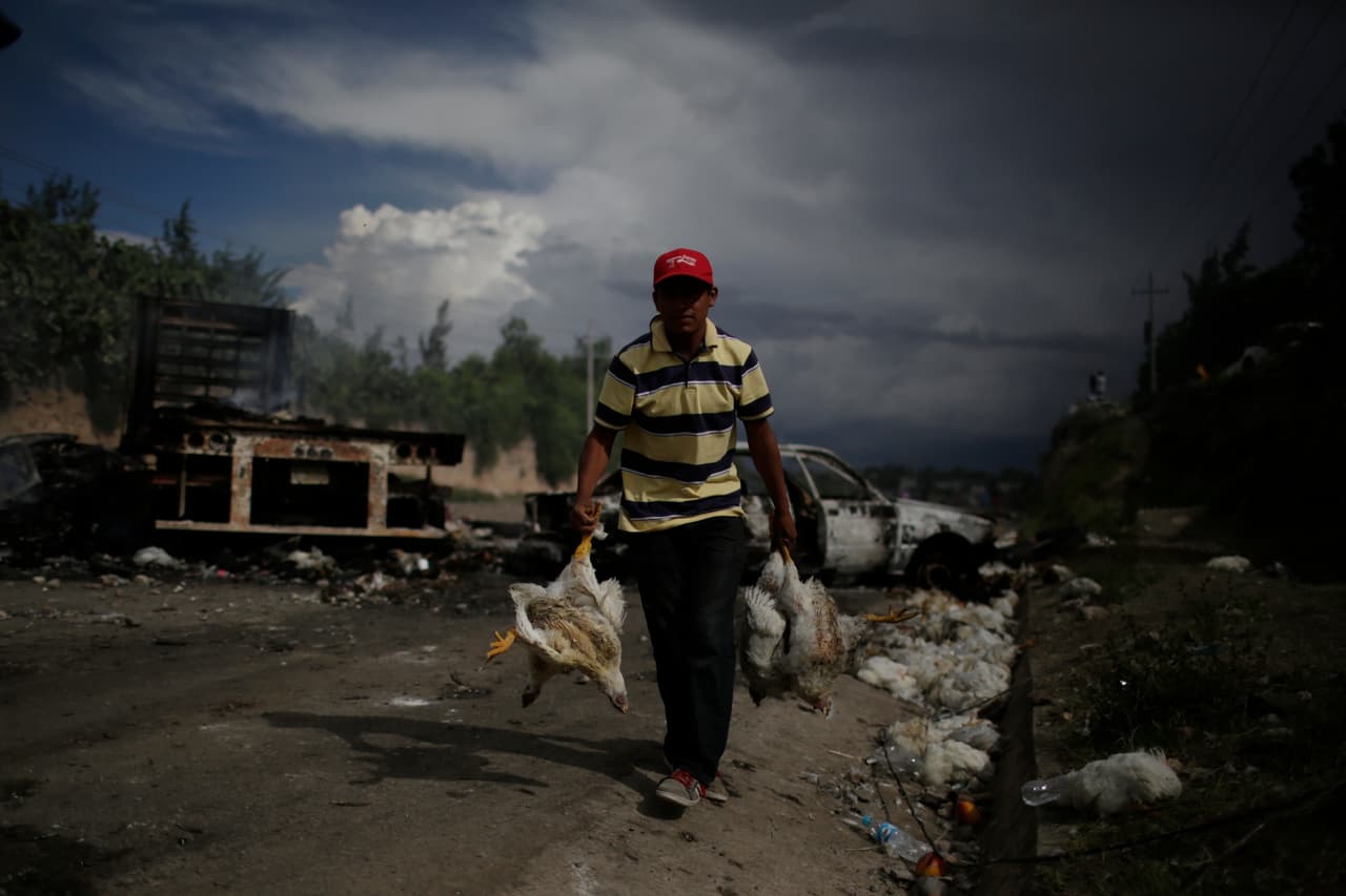 Un hombre recoge pollos muertos de los restos de la protesta.