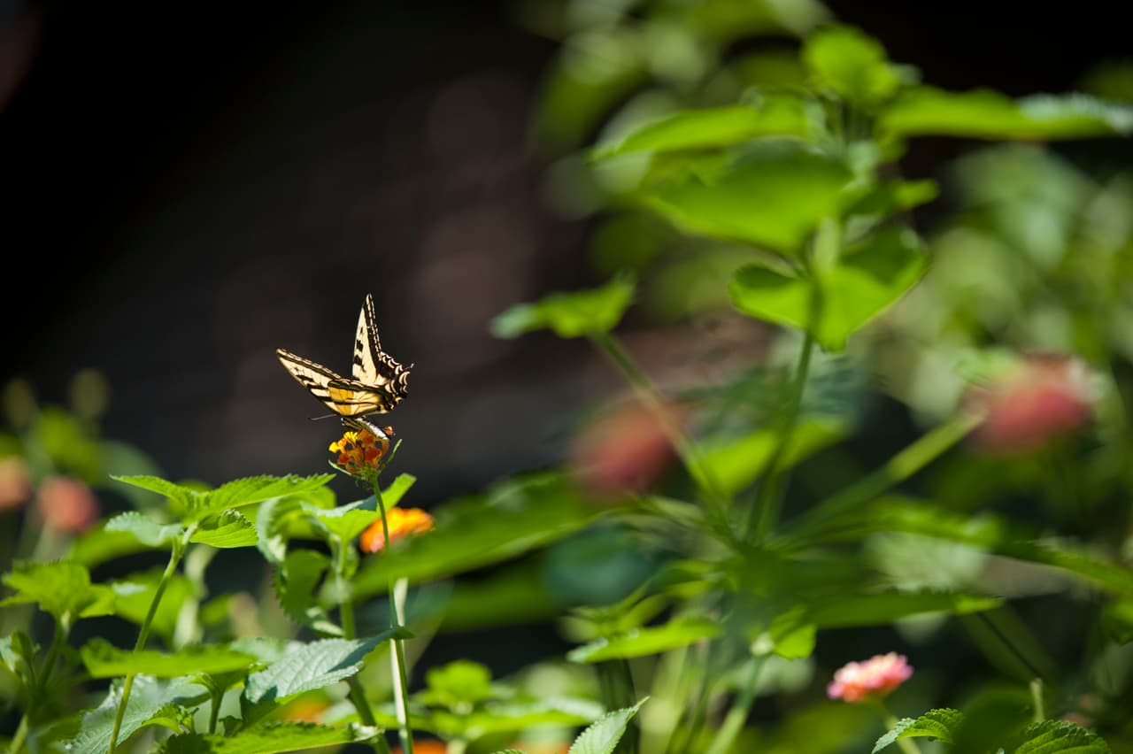 Familias disfrutaron del Día de la Familia en el Zoológico de Fresno