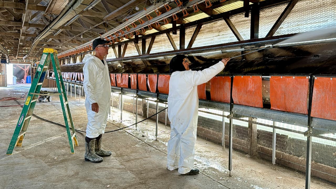 California declara estado de emergencia por gripe aviar: impacto, casos confirmados y medidas clave