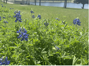 En la ciudad de 
<a href="https://www.univision.com/local/dallas-kuvn/en-ennis-puedes-disfrutar-de-un-sendero-de-flores-de-bluebonnet-son-mas-de-40-millas-de-flores-fotos">Ennis</a> también hay un sendero de más de 30 millas.