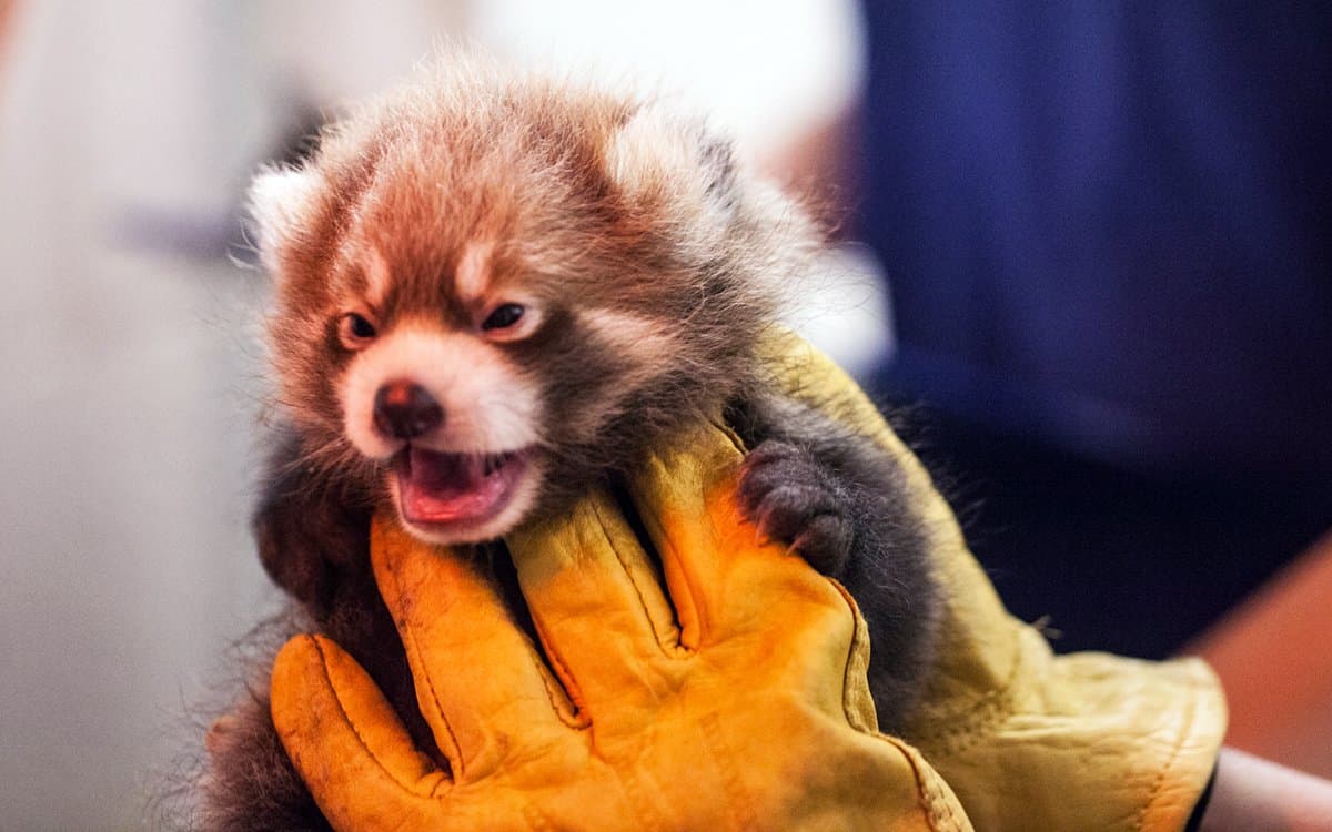 El zoológico Lincoln anuncia el nacimiento de dos pandas rojos