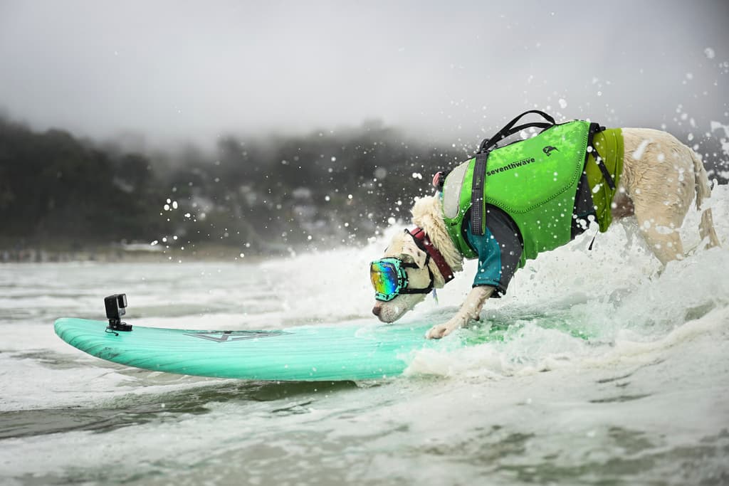 Faith compite con maestría y elegancia en la categoría de perros grandes, manteniendo el equilibrio hasta sentir que llegó a los brazos de su papá humano.