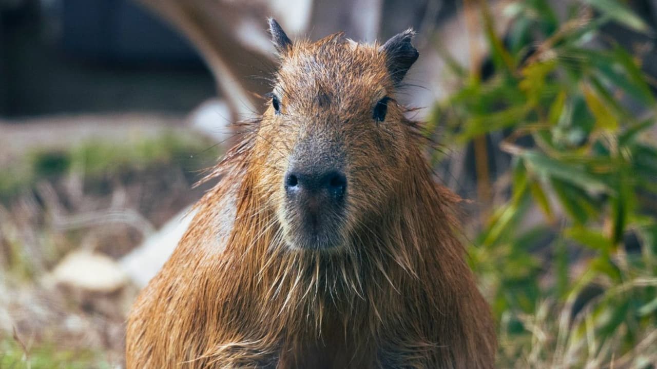 <h3 class="cms-H3-H3">¿Qué incluye el pase? </h3>
<br>El Zoológico de Dallas lanzó un paquete especial que te ahorra más del 40% en atracciones populares. Por solo $25 adicionales a la entrada general, el 
<i>Summer Savings Pass </i>te da acceso a: 
<br>
<b>Paseos ilimitados</b> en el carrusel de especies en peligro de extinción. 
<br>
<b>Paseos ilimitados</b> en el nuevo mini-tren Monarch Express. 
<br>
<b>Entradas ilimitadas </b>a la exhibición Destination: Dinosaurs. 
<br>
<b>Una sesión </b>para alimentar a las jirafas. 
<br>
<b>Una experiencia de realidad virtual </b>con Wild Explorer VR. 
<br>
<b>Una visita</b> para dar de comer a aves exóticas en Birds Landing.