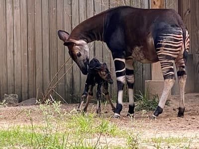 El 19 de julio, el Zoológico de Houston dio la bienvenida al mundo a un bebé okapi. Mamá Sukari dio a luz al ternero en el patio de okapi, y en una hora, el ternero se paró con la ayuda de mamá.