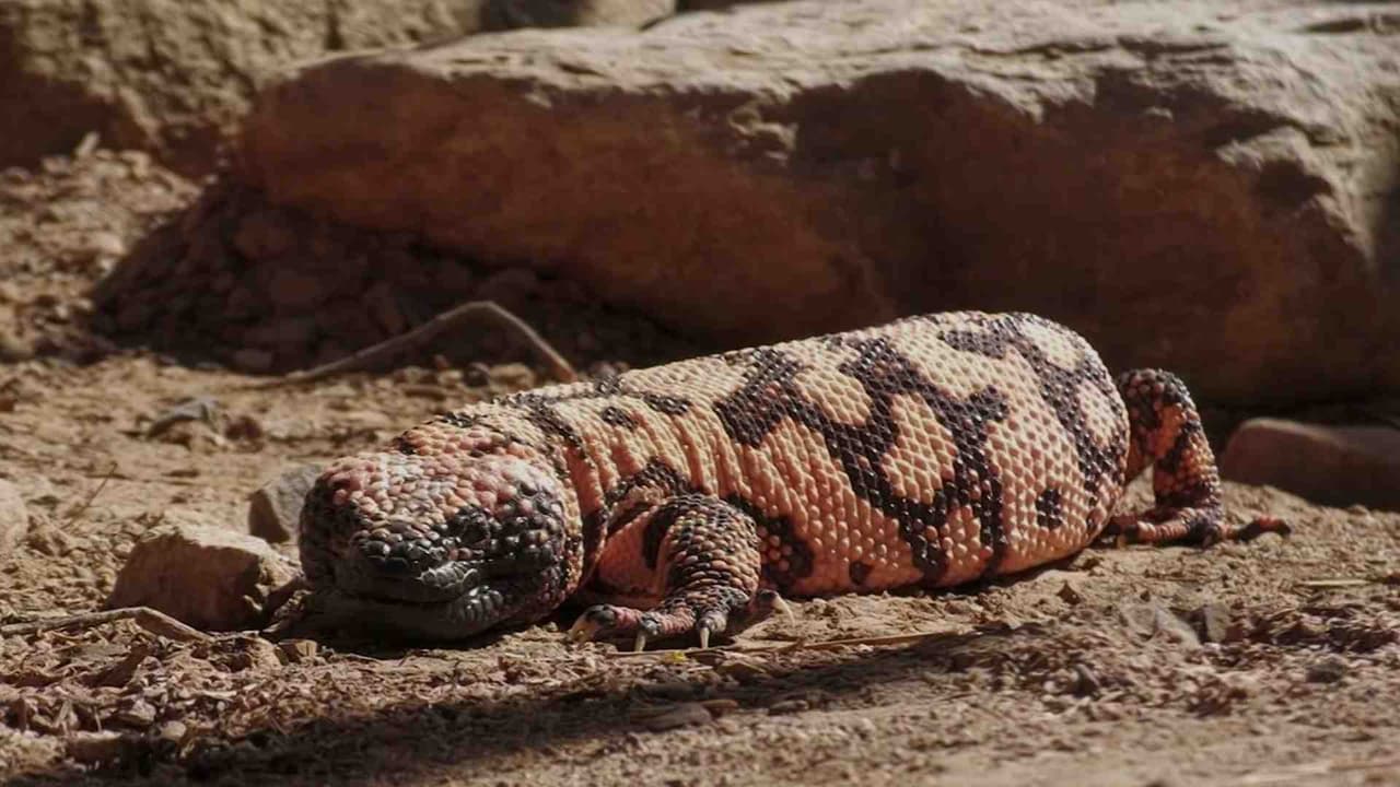 Monstruo de Gila de Arizona impulsa avances en medicamentos contra diabetes y obesidad