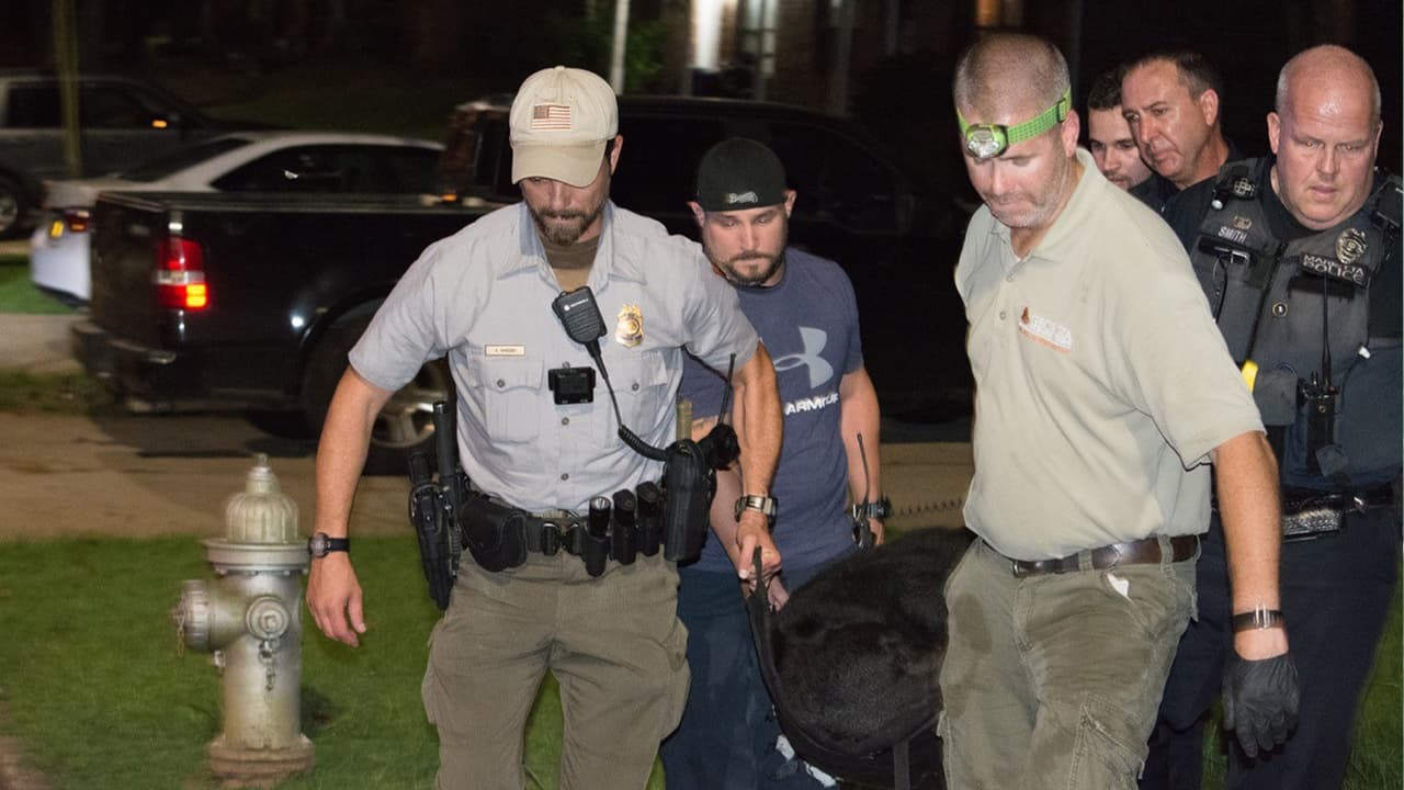 Personal certificado capacitado del Departamento de Recursos Naturales inmovilizó químicamente al oso de manera segura alrededor de las 10:15 P.M cerca de 175 Kimberly Way.