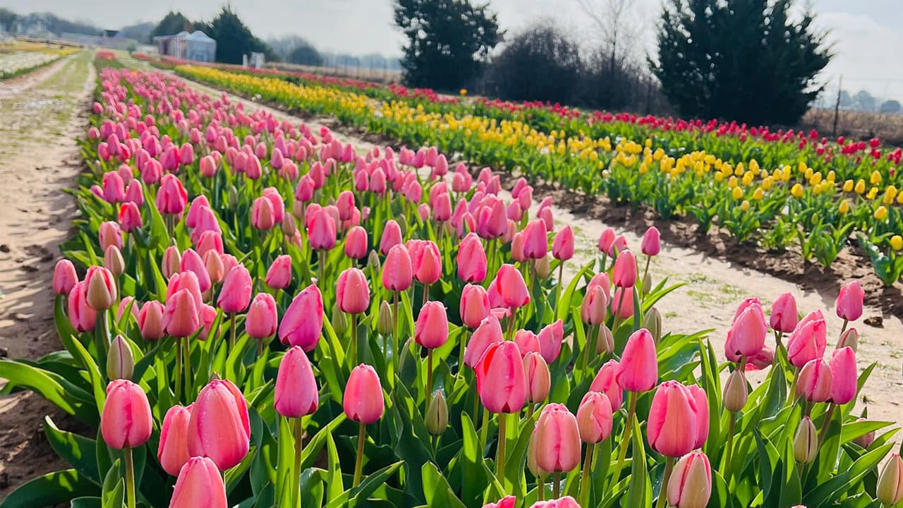 <h2 class="cms-H2-H2">¿Cuándo es mejor recolectar tulipanes?</h2>
<br>El mejor momento para ir a Texas Tulips es en marzo y abril cuando estas flores están en su punto. Además, que las temperaturas son más agradables para recorrer los senderos.