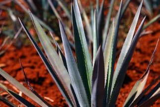 México busca conquistar nuevos mercados con el tequila