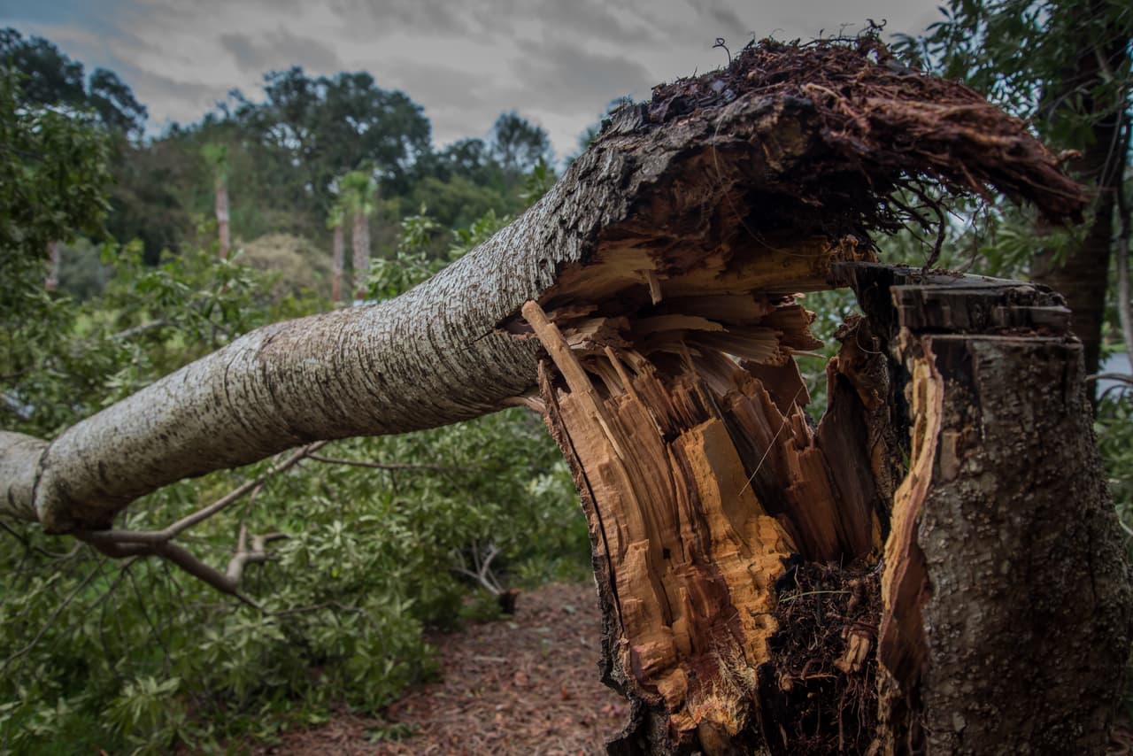 Dos tornados tocaron tierra en Nueva Jersey durante la tormenta tropical Elsa, confirman autoridades