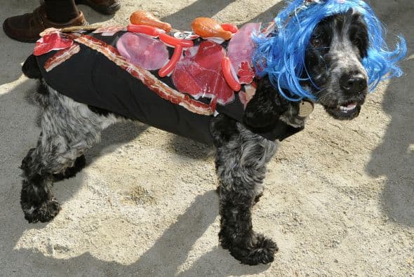 Otro gran protagonista del desfile fue un perrito disfrazado de la cantante Lady Gaga, haciendo una mofa del vestido que uso en una entrega de premios.