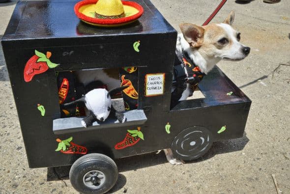 Decenas de perritos se disfrazaron y personificaron en tradicionales vestimentas para festejar el 5 de Mayo.