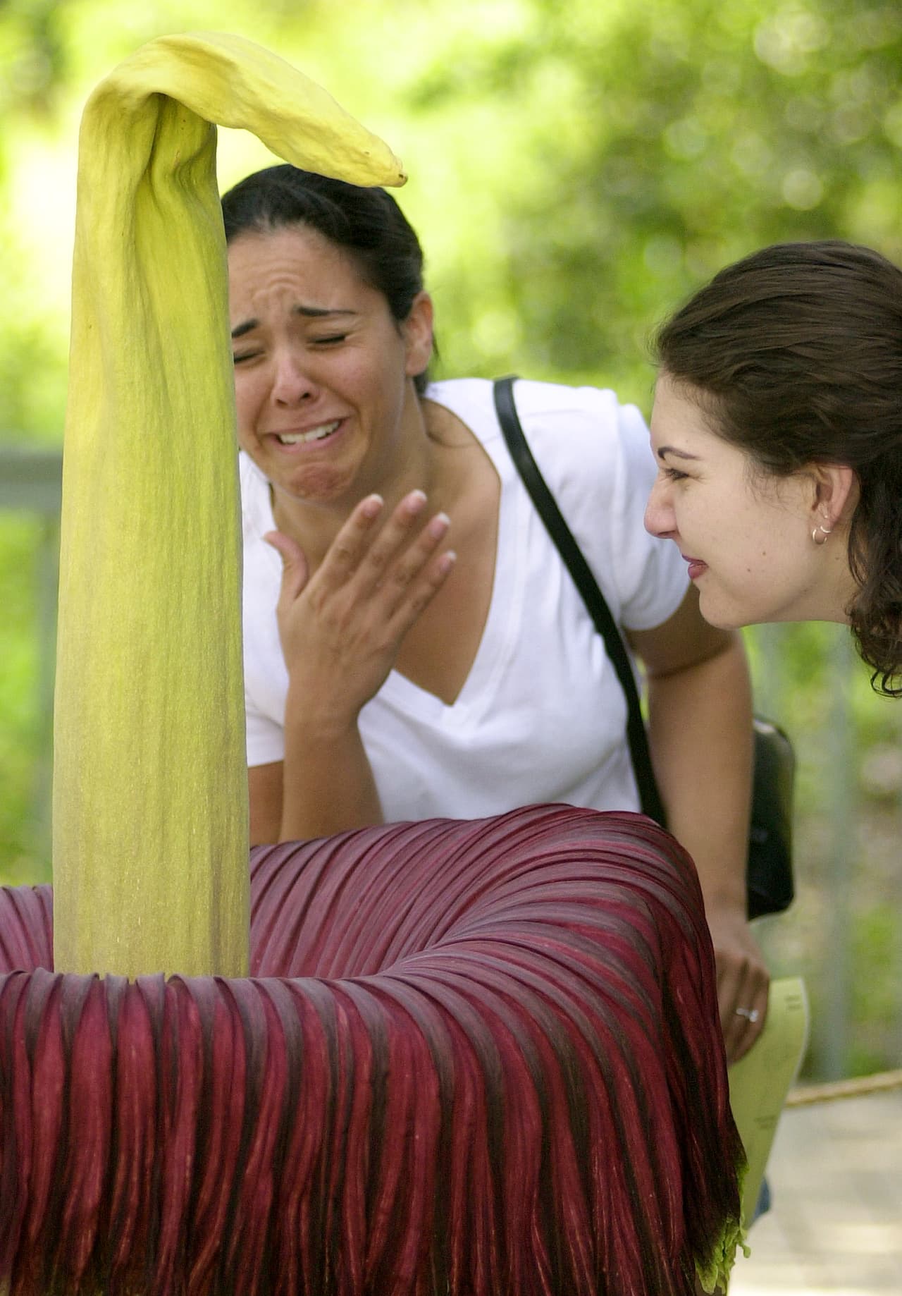 Esta flor también es la más grande del mundo aunque técnicamente no es una flor sino una "inflorescencia", que quiere decir que es un grupo de flores.
