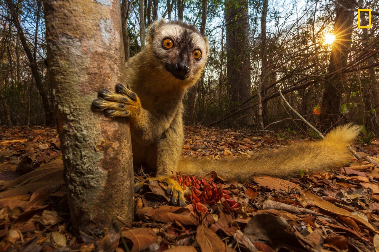 <b>Lémur marrón de frente roja, Madagascar.</b> “Si bien los lémures son endémicos de la isla de Madagascar, existen diversos hábitats que albergan varias especies de estos animales. El lémur marrón de frente rojo se encuentra en la parte sur occidental de la isla, en sus bosques secos de tierras bajas. Se alimenta principalmente de frutas, hojas y flores, a menudo dejando la comodidad de los árboles en busca de semillas”, 
<a href="https://www.nationalgeographic.com/travel/contests/travel-photo-contest-2019" target="_blank">escribió sobre la fotografía el autor de la imagen. </a>