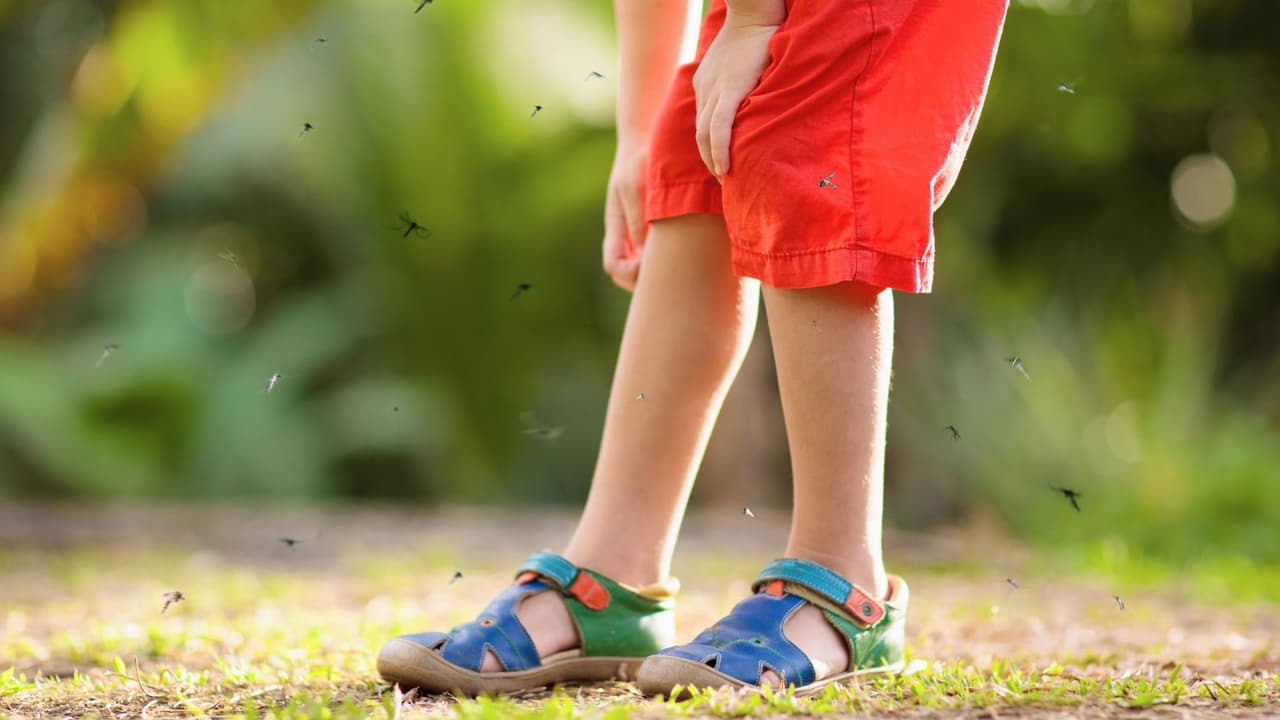 <h3 class="cms-H3-H3">¿Y si hay muchos en tu comunidad? </h3>
<br>
<b>No lo dejes pasar. </b>Puedes reportarlo al departamento local de salud, cada condado cuenta con uno. Algunas ciudades fumigan zonas públicas cuando el riesgo aumenta. También puedes organizar una limpieza con tus vecinos: 
<b>mientras más patios limpios haya, menos criaderos tendrán.</b>