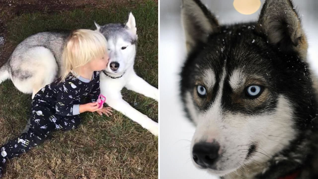 Niña con problemas de lenguaje y su perrito logran tener una “conversación” increíble