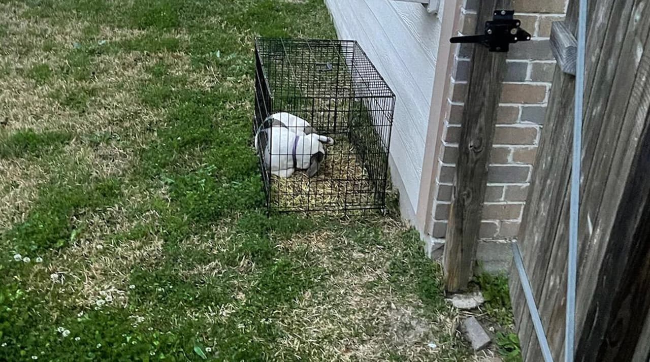 Las autoridades piden a la comunidad cuidar a las mascotas durante el paso del frente frío.