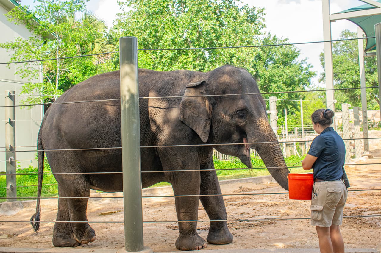 <b>El padre es el elefante asiático Tailandia, de 58 años.</b>