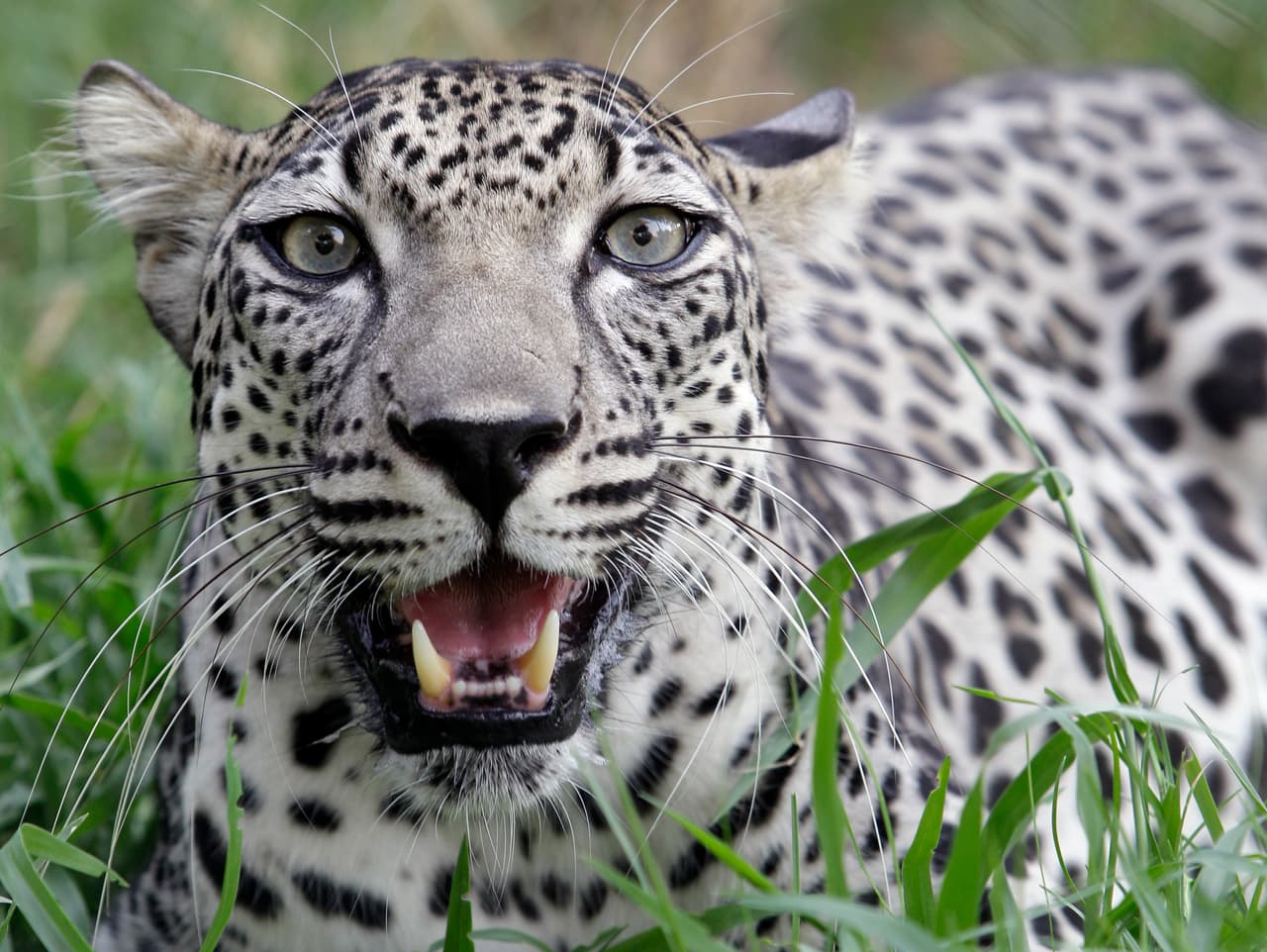 Un 
<b>leopardo</b> del zoológico de Kentucky dio hace un mes positivo de coronavirus.